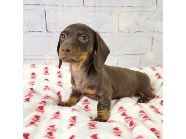 Dachshund-DOG-Female-Chocolate / Tan-3595-Petland Hilliard, Ohio