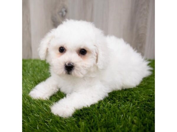 Bichon Frise-DOG-Female-White-3611-Petland Hilliard, Ohio