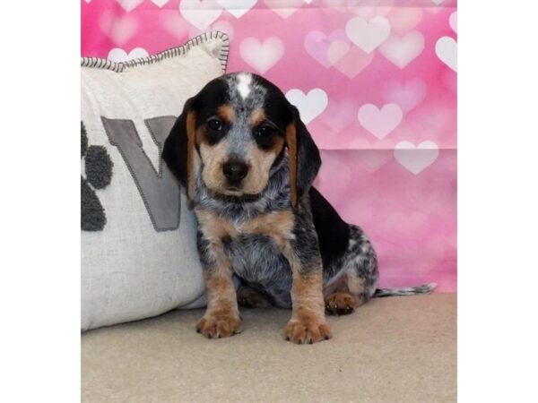 Beagle-DOG-Female-Black White / Tan-3612-Petland Hilliard, Ohio