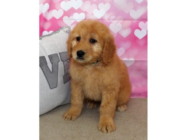 Goldendoodle-DOG-Female-Apricot-3613-Petland Hilliard, Ohio