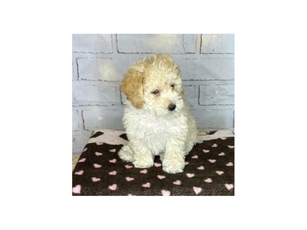 Bichapoo-DOG-Male-Tan-3621-Petland Hilliard, Ohio