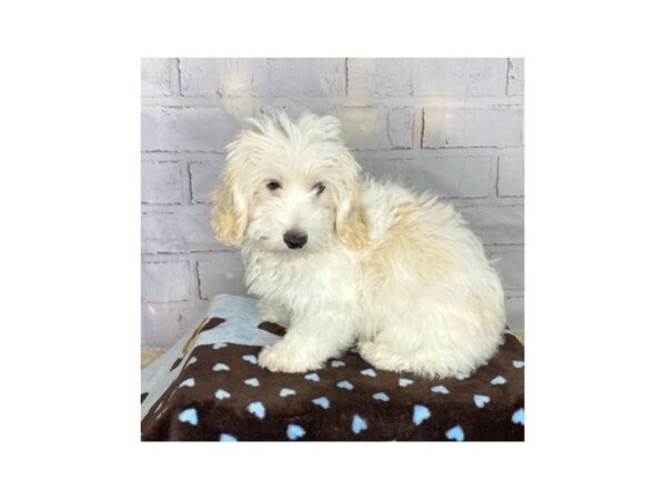 Cock A Poo-DOG-Male-White / Cream-3586-Petland Hilliard, Ohio