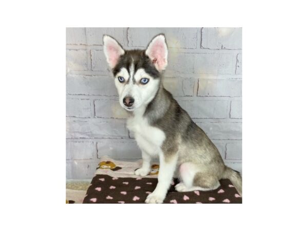 Pomsky-DOG-Female-Blk/ White-3590-Petland Hilliard, Ohio