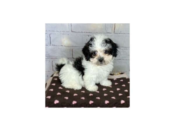 Teddy-DOG-Male-blk wh-3606-Petland Hilliard, Ohio