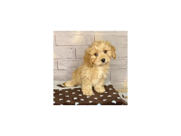 Cava Chon-DOG-Male-BLENHIEM-3607-Petland Hilliard, Ohio