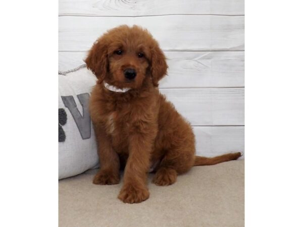 Goldendoodle-DOG-Male-Red-3636-Petland Hilliard, Ohio