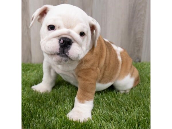 Bulldog-DOG-Female-Red-3622-Petland Hilliard, Ohio