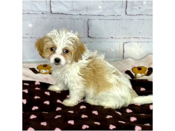 Cavachon DOG Female tan, white 3626 Petland Hilliard, Ohio