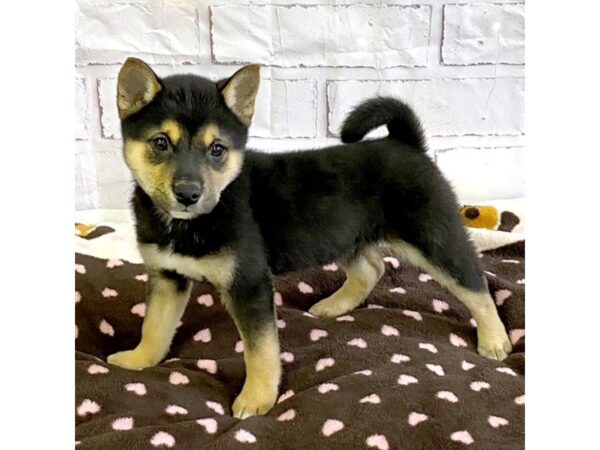 Shiba Inu-DOG-Male-Black / Tan-3625-Petland Hilliard, Ohio