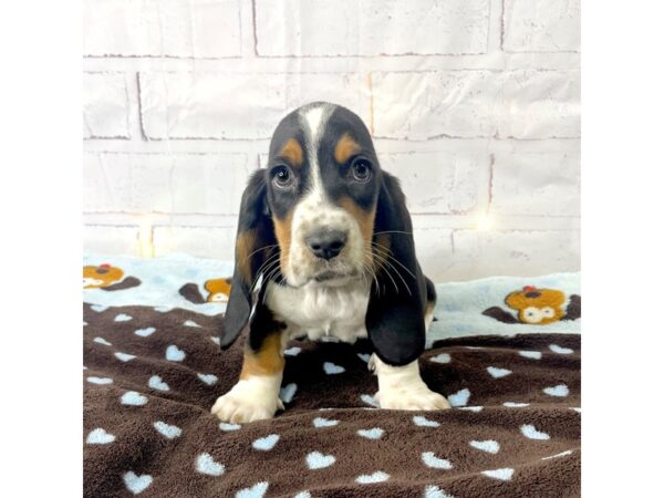 Basset Hound-DOG-Female-Tri-Colored-3620-Petland Hilliard, Ohio