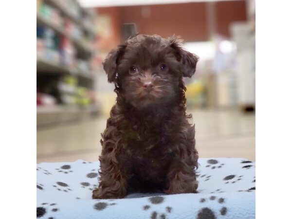 Yorkipoo-DOG-Female-Chocolate-3634-Petland Hilliard, Ohio