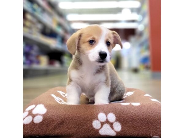 Pembroke Welsh Corgi-DOG-Male-Sable / White-3632-Petland Hilliard, Ohio