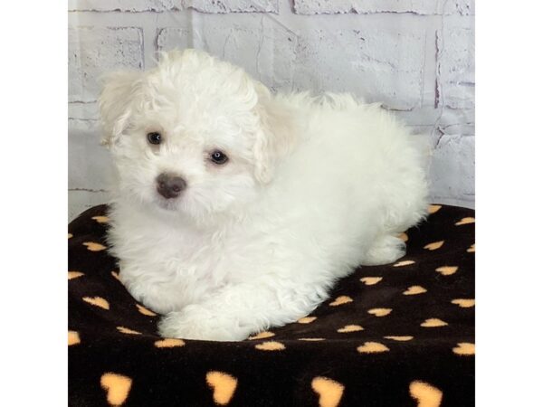 Bichon Frise-DOG-Male-White-3629-Petland Hilliard, Ohio