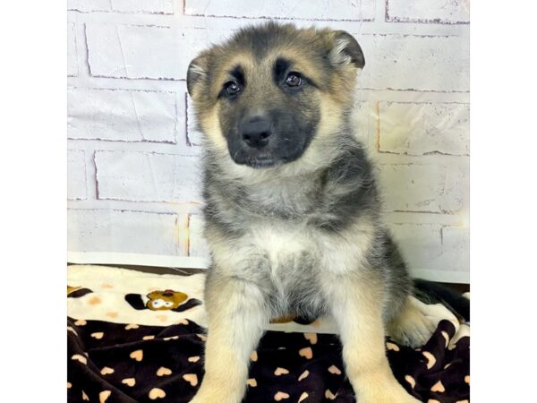 German Shepherd DOG Female blk & tn 3628 Petland Hilliard, Ohio