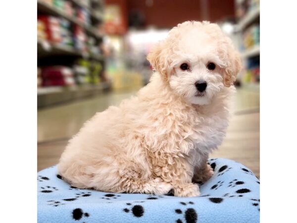 Poodle DOG Male Apricot 3617 Petland Hilliard, Ohio