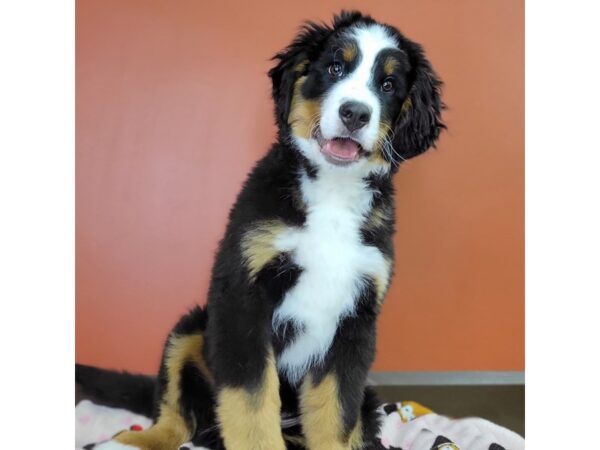 Bernese Mountain Dog-DOG-Male-Black White / Tan-3609-Petland Hilliard, Ohio