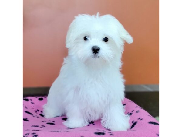 Maltese-DOG-Male-White-3610-Petland Hilliard, Ohio