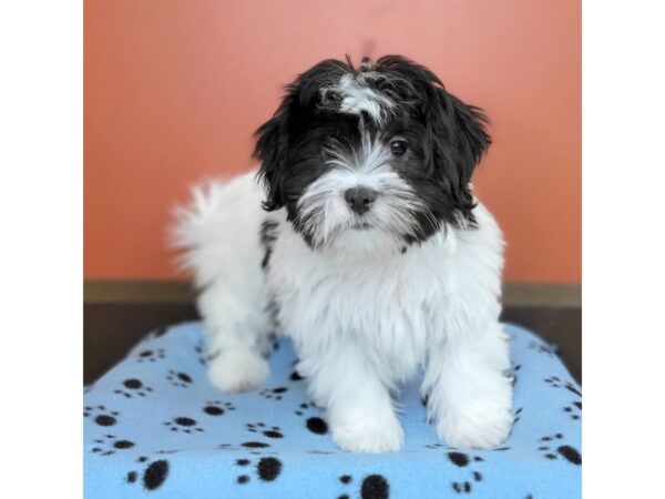 Havanese-DOG-Female-Black / White-3614-Petland Hilliard, Ohio