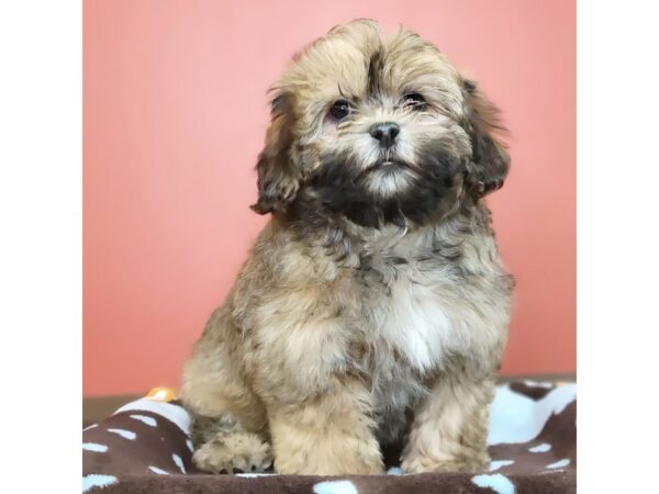 Lhasapoo-DOG-Female-Golden-3616-Petland Hilliard, Ohio