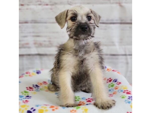 Miniature Schnauzer DOG Male Liver Pepper 3640 Petland Hilliard, Ohio