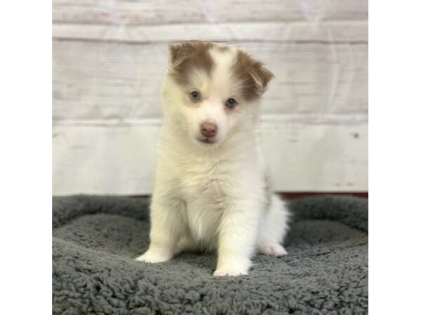 Pomsky-DOG-Female-RED WH-3638-Petland Hilliard, Ohio