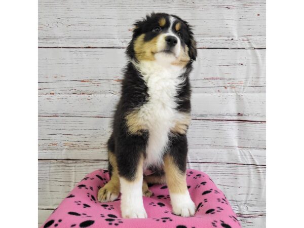 Miniature Australian Shepherd-DOG-Male-Black Tan / White-3615-Petland Hilliard, Ohio