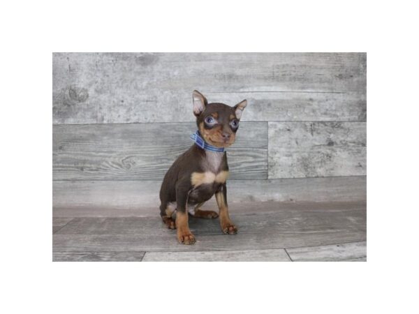 Miniature Pinscher-DOG-Male-Chocolate / Tan-3649-Petland Hilliard, Ohio