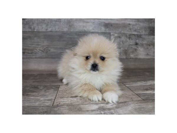 Pekepom-DOG-Female-Cream/Tan-3648-Petland Hilliard, Ohio