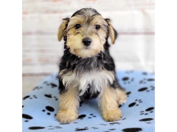 YorkieChon-DOG-Male-Black / Tan-3658-Petland Hilliard, Ohio