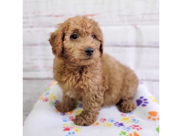 Goldendoodle Mini-DOG-Female-Red-3654-Petland Hilliard, Ohio