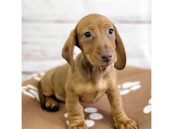 Dachshund-DOG-Female-Wild Boar-3653-Petland Hilliard, Ohio