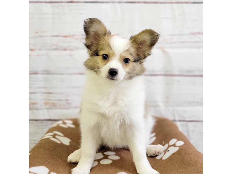 Papillon Puppy Red / White ID:3651 Located at Petland Hilliard, Ohio
