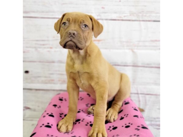 Dogue De Bordeaux-DOG-Female-Red-3645-Petland Hilliard, Ohio