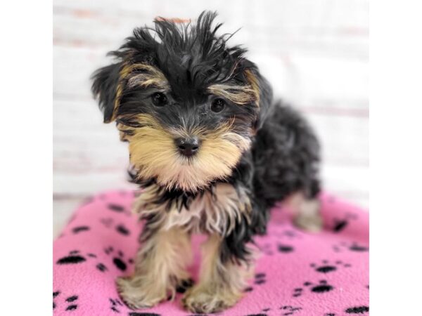 Morkie-DOG-Female-Black / Tan-3661-Petland Hilliard, Ohio