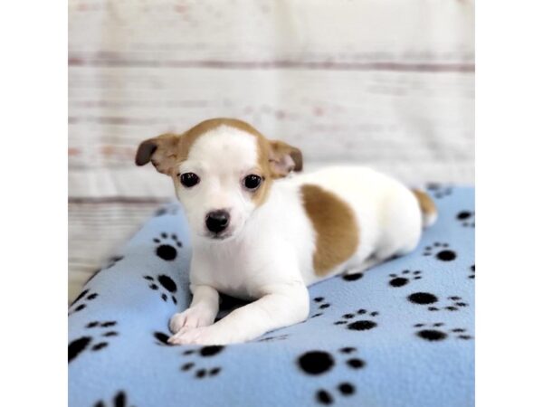 Chihuahua-DOG-Female-Red-3662-Petland Hilliard, Ohio