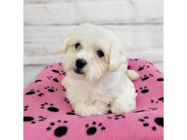 Bichon Frise-DOG-Male-White-3664-Petland Hilliard, Ohio