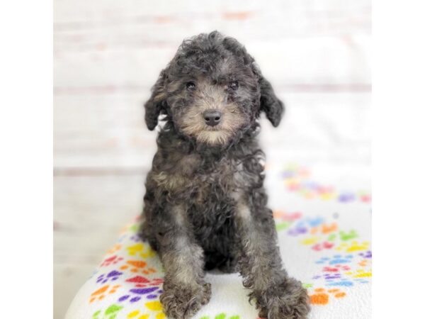 Toy Poodle-DOG-Female-Black-3665-Petland Hilliard, Ohio