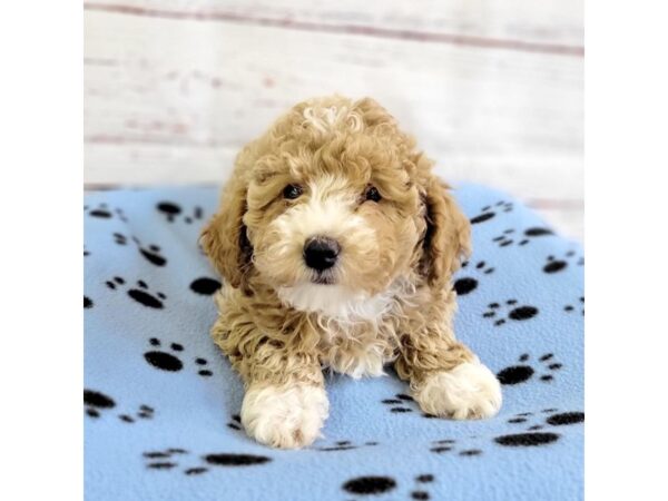 Toy Poodle-DOG-Female-Buff-3666-Petland Hilliard, Ohio