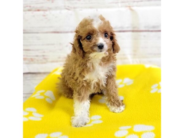 Cavapoo-DOG-Female-Red-3667-Petland Hilliard, Ohio