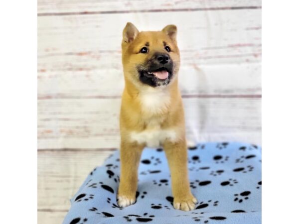 Shiba Inu-DOG-Male-Red / White-3668-Petland Hilliard, Ohio