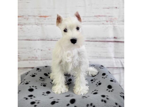 Miniature Schnauzer DOG Male White 3669 Petland Hilliard, Ohio