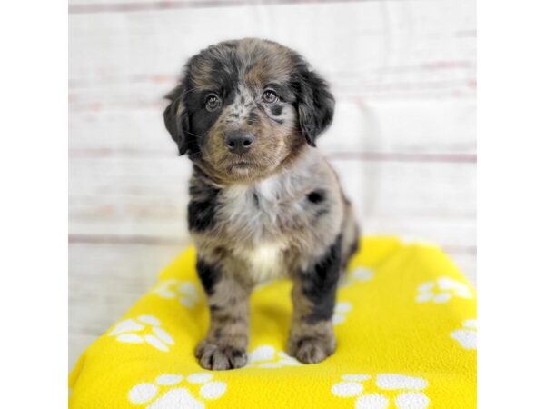 Bernedoodle Mini 2nd Gen-DOG-Female-Blue Merle-3670-Petland Hilliard, Ohio