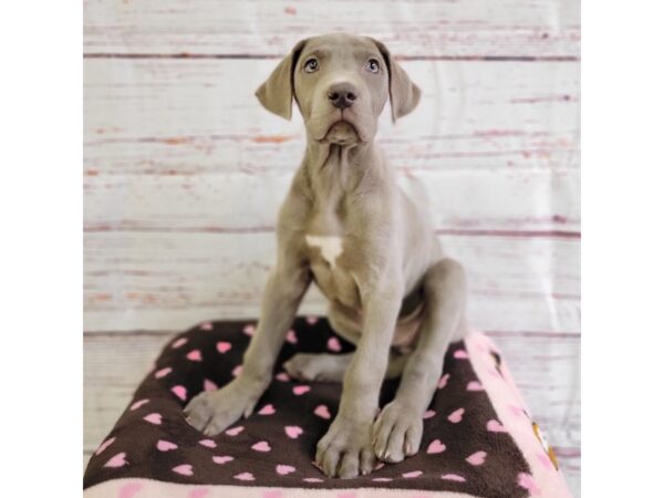 Great Dane-DOG-Female-Blue-3684-Petland Hilliard, Ohio