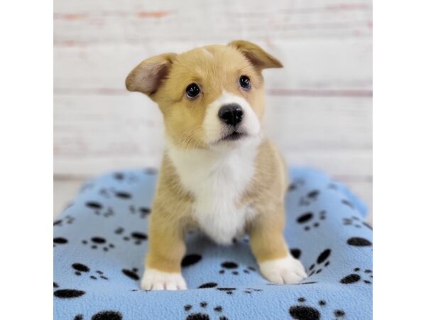 Pembroke Welsh Corgi-DOG-Male-Sable / White-3680-Petland Hilliard, Ohio