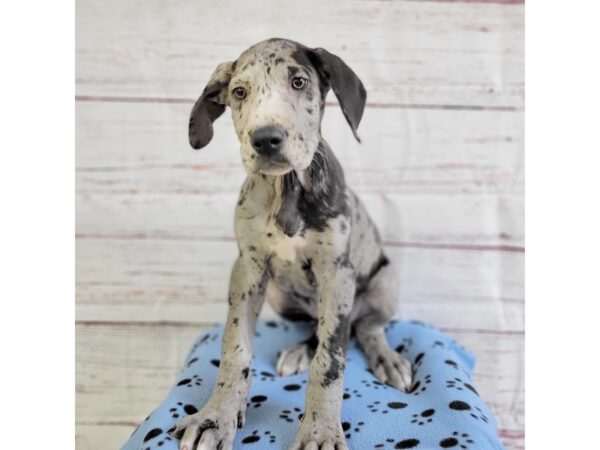 Great Dane-DOG-Male-Merle-3679-Petland Hilliard, Ohio