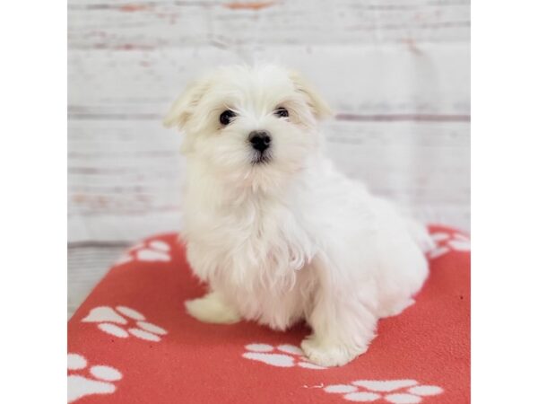 Maltese-DOG-Female-White-3678-Petland Hilliard, Ohio