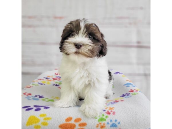 Havanese-DOG-Male-Chocolate / White-3676-Petland Hilliard, Ohio