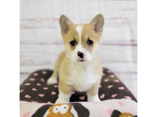 Pembroke Welsh Corgi-DOG-Female-Red-3673-Petland Hilliard, Ohio