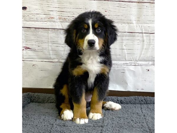 Bernese Mountain Dog-DOG-Female-Tri-3660-Petland Hilliard, Ohio