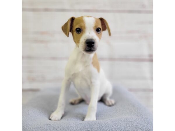 Jack Russell Terrier-DOG-Male-White-3652-Petland Hilliard, Ohio